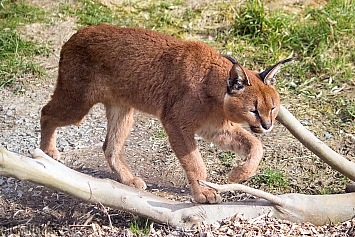 Caracal