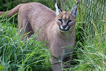 Caracal