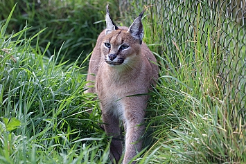 Caracal