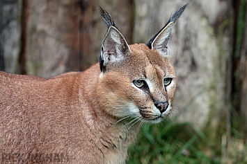 Caracal