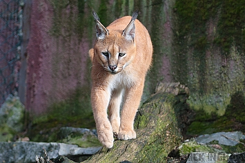 Caracal