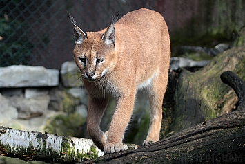 Caracal