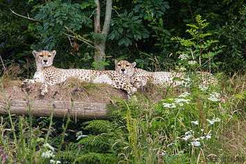 South African Cheetah | Male