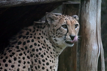 Sudan Cheetah