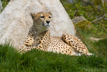 South African Cheetah | Male