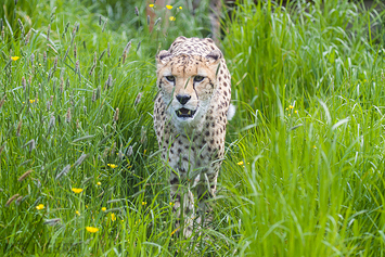 Central African Cheetah