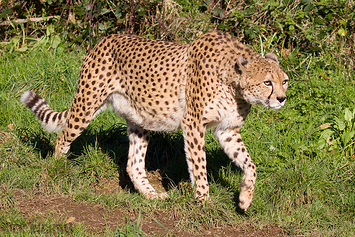 South African Cheetah | Male