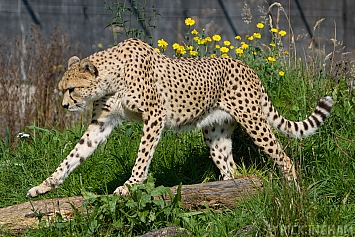 South African Cheetah | Male