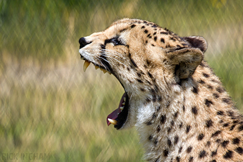 Central African Cheetah