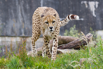 South African Cheetah | Male