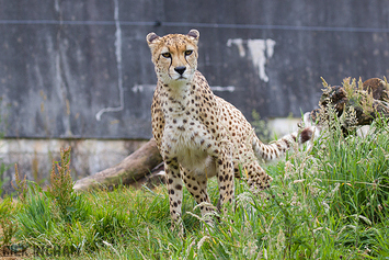 South African Cheetah | Male