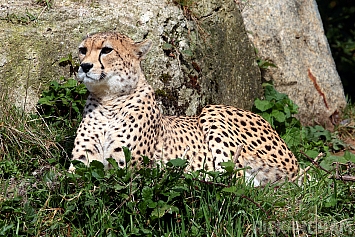 Cheetah