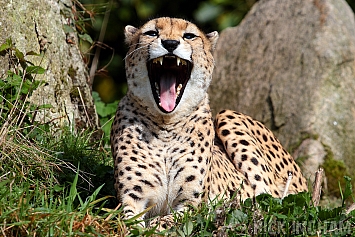 Cheetah