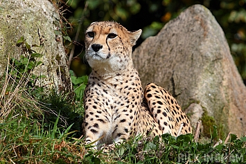 Cheetah