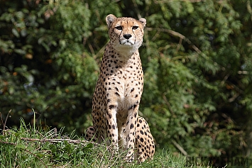 Cheetah