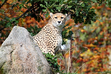 Cheetah