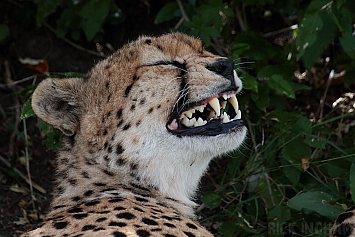 East African Cheetah