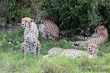 East African Cheetah