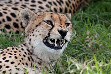 East African Cheetah