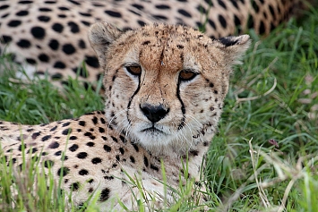 East African Cheetah