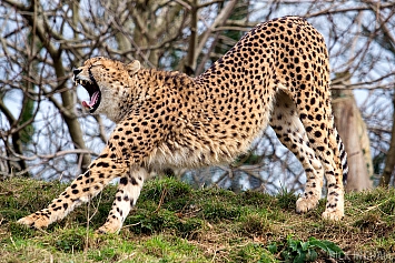 Cheetah