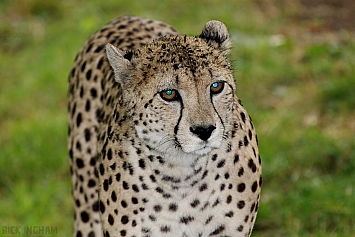 Cheetah