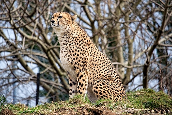 Cheetah