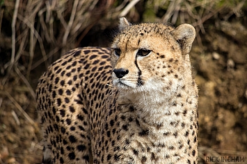 Cheetah