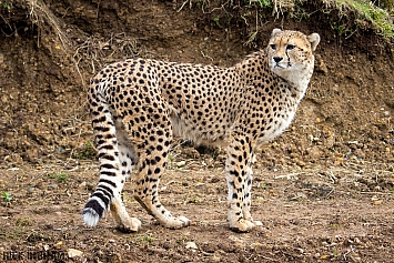 Cheetah