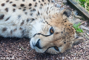 Cheetah