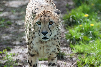 Cheetah