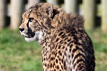 Cheetah