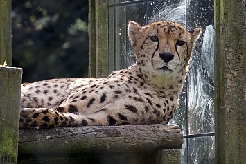 Cheetah