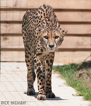 Cheetah