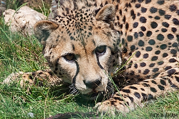 Cheetah