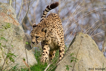 Cheetah