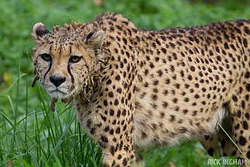 Cheetah