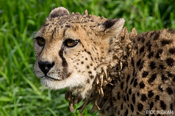 Cheetah