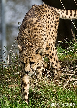 Cheetah