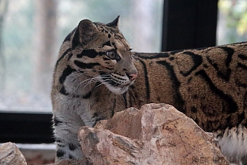 Clouded Leopard