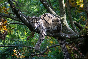 Clouded Leopard