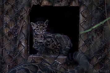 Clouded Leopard