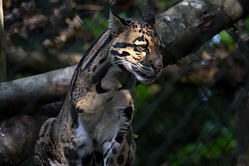 Clouded Leopard