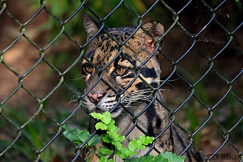 Clouded Leopard