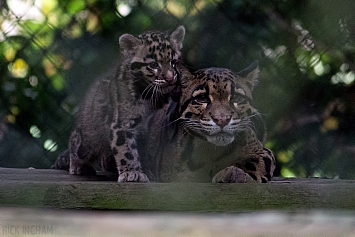 Clouded Leopard