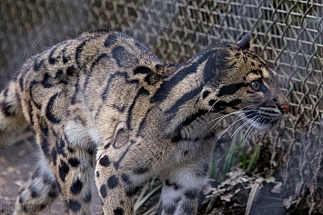 Clouded Leopard