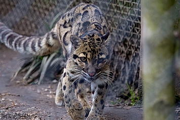 Clouded Leopard