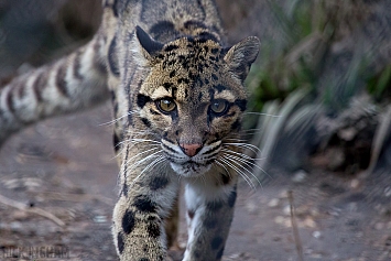 Clouded Leopard