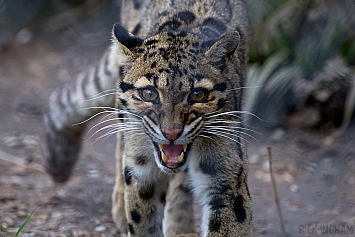 Clouded Leopard