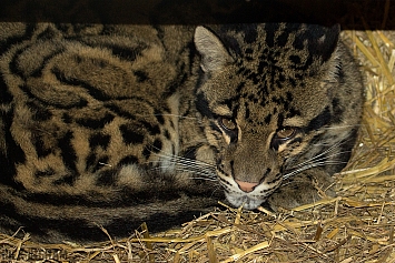 Clouded Leopard